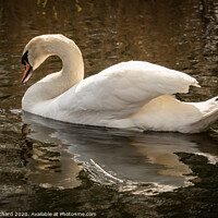 Buy canvas prints of Swan  by Ray Pritchard