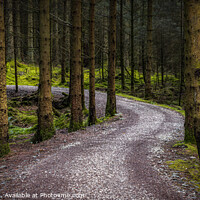 Buy canvas prints of Path Through Whinlatter Forest by Ray Pritchard
