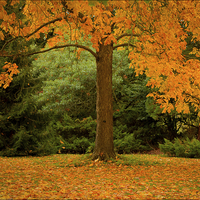 Buy canvas prints of  Autumn Leaves by Linda Corcoran LRPS CPAGB