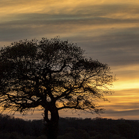 Buy canvas prints of  Lone Tree Sunset by Linda Corcoran LRPS CPAGB
