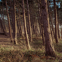 Buy canvas prints of Formby Pinewoods  by James Harrison