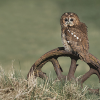Buy canvas prints of  Tawny Owl On Rusty Wheel by Mike Hudson