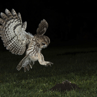 Buy canvas prints of   Tawny Owl Hunting by Mike Hudson