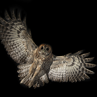 Buy canvas prints of  Incoming Tawny Owl by Mike Hudson