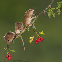 Buy canvas prints of Harvest Mouse Trio by Mike Hudson