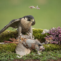 Buy canvas prints of Peregrine Falcon with Prey by Mike Hudson