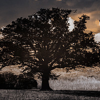 Buy canvas prints of Gothic Tree by Jacqui Farrell