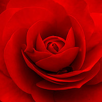 Buy canvas prints of Red Rose  by Jacqui Farrell