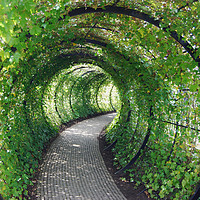 Buy canvas prints of Tunnel of Ivy  by Jacqui Farrell