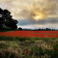 Buy canvas prints of Norfolk Poppy Field  by Jacqui Farrell