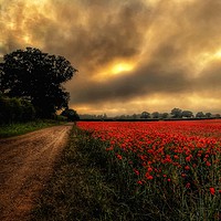 Buy canvas prints of Norfolk Poppy Field and Pathway by Jacqui Farrell