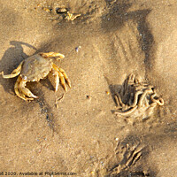 Buy canvas prints of Crab camouflaged on a beach  by Jacqui Farrell