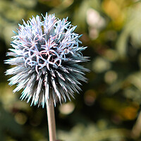 Buy canvas prints of Globe Thistle Flower  by Jacqui Farrell