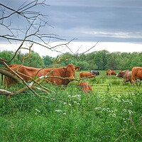 Buy canvas prints of Coveney Cows Norfolk by Jacqui Farrell