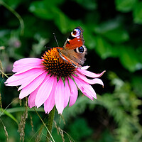 Buy canvas prints of Echinacea Flower with Butterfly  by Jacqui Farrell