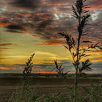 Buy canvas prints of Coveney Sunset Norfolk by Jacqui Farrell