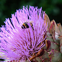 Buy canvas prints of Bee on an Artichoke Thistle by Jacqui Farrell