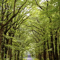 Buy canvas prints of Belabre Tree Lined Avenue  by Jacqui Farrell