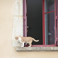 Buy canvas prints of Cat on a Windowsill by Jacqui Farrell