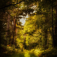 Buy canvas prints of Thetford Forest Walk  by Jacqui Farrell