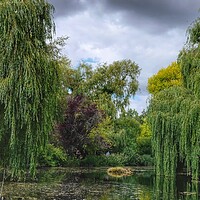 Buy canvas prints of Gooderstone Willows by Jacqui Farrell