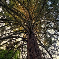 Buy canvas prints of Brandon Giant Redwood Tree by Jacqui Farrell