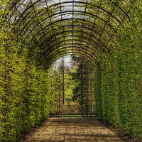 Buy canvas prints of Alnwick Gardens Arbor  by Jacqui Farrell