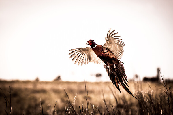 Pheasant (Phasianus colchicus) Picture Board by chris smith