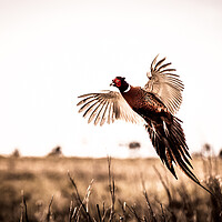 Buy canvas prints of Pheasant (Phasianus colchicus) by chris smith
