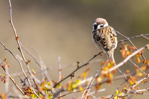 Tree sparrow (Passer montanus) Picture Board by chris smith