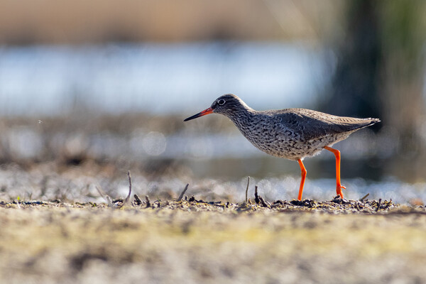 Redshank (Tringa totanus) Picture Board by chris smith