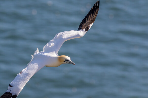 Northern gannet (Morus bassanus) Picture Board by chris smith