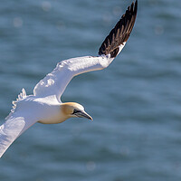 Buy canvas prints of Northern gannet (Morus bassanus) by chris smith
