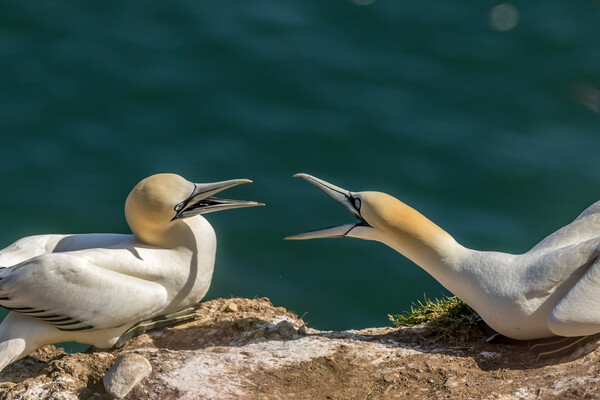 northern gannet (Morus bassanus) Picture Board by chris smith