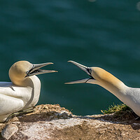 Buy canvas prints of northern gannet (Morus bassanus) by chris smith