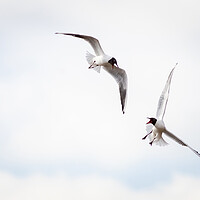 Buy canvas prints of Black-headed gull (Chroicocephalus ridibundus) by chris smith