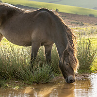 Buy canvas prints of Exmoor ponies by chris smith