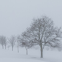 Buy canvas prints of Trees in the snow by chris smith