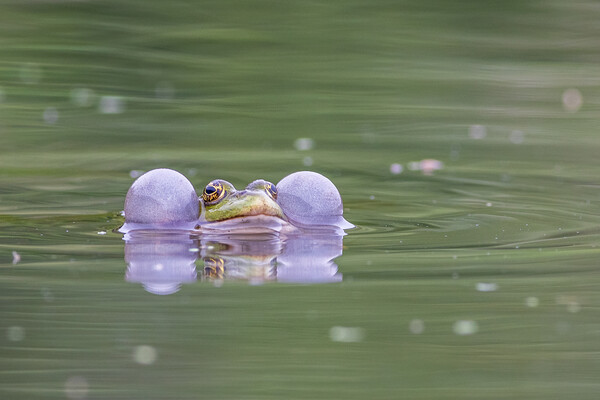 Marsh frog (Pelophylax ridibundus) Picture Board by chris smith