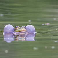 Buy canvas prints of Marsh frog (Pelophylax ridibundus) by chris smith