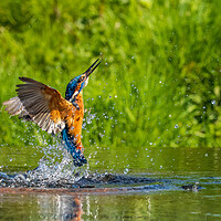 Buy canvas prints of kingfisher (Alcedo atthis) by chris smith