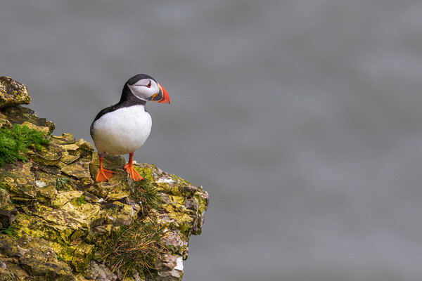 puffin Picture Board by chris smith