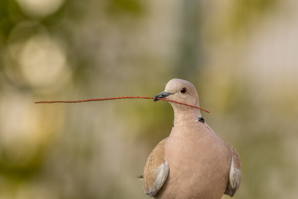 Eurasian collared dove Picture Board by chris smith