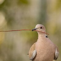 Buy canvas prints of Eurasian collared dove by chris smith