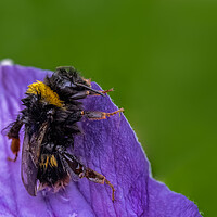 Buy canvas prints of Wet Bee by chris smith