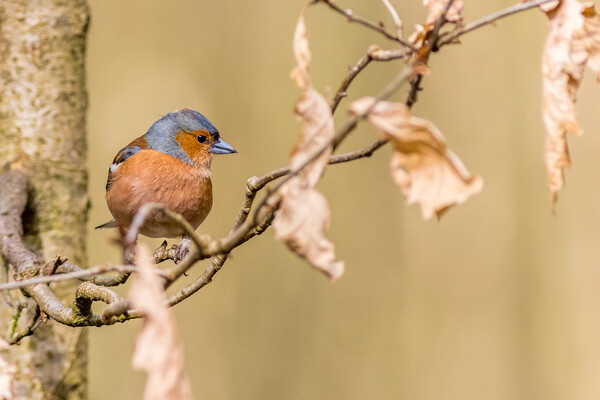 Chaffinch (Fringilla coelebs) Picture Board by chris smith