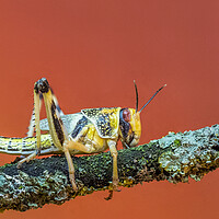 Buy canvas prints of Locusts by chris smith