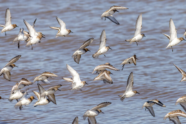 Knot (Calidris canutus) Picture Board by chris smith
