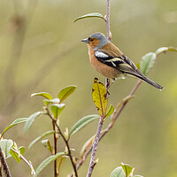 Buy canvas prints of Chaffinch (Fringilla coelebs) by chris smith