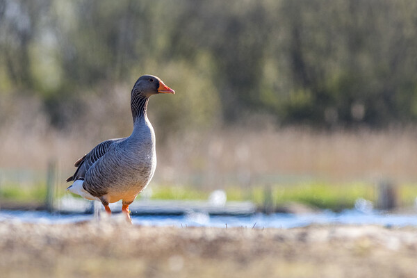 Greylag goose (Anser anser) Picture Board by chris smith